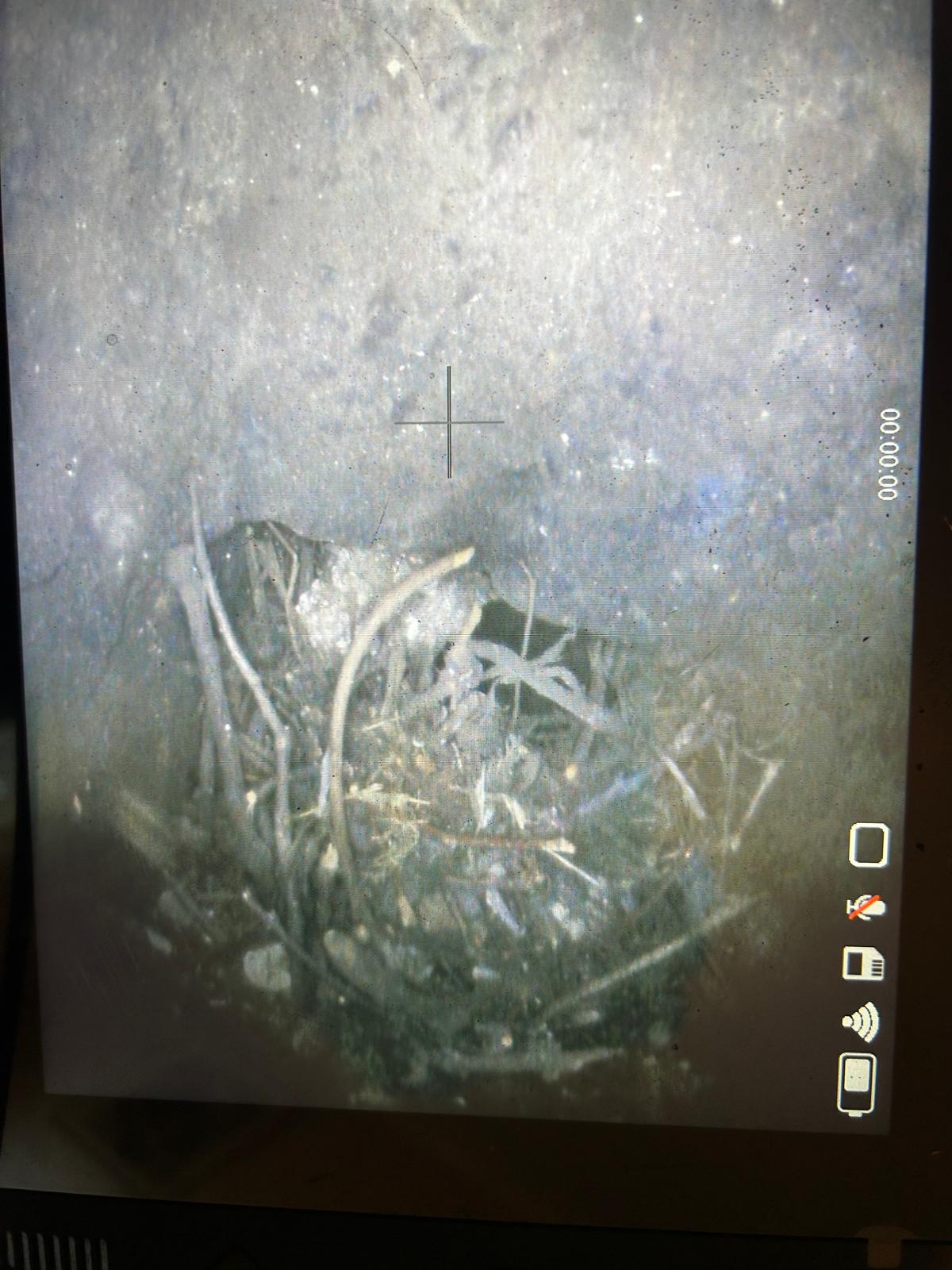 Birds Nests Preview