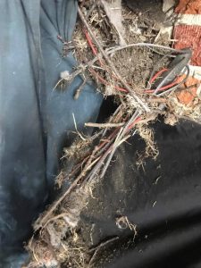Birds nest removed from chimney